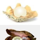 진주 이미지