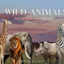 Amazing Wild Animal in 4K | Scenic of Nature Animal 이미지
