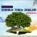 메타팜