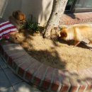 은퇴한 수의사의 저택 이미지