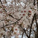 사오리농장 이미지