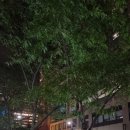신공덕동 THE NEST 오피스텔 | 🍁캐나다 토론토 한달살이 숙소 추천 (에어비앤비: Females Only: Luxury Yorkville Cozy Bedroom)