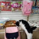 야옹동물병원