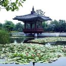 Jeongja in waterlily pond 이미지