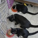 대소동물병원 이미지