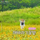 새마을운동테마공원 | 구미 꽃구경 명소 해바라기 꽃밭 새마을운동테마공원 개화 상황