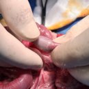 태백동물병원 이미지