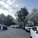 경주 벚꽃 명소_보문정25.4.6.방문후기(주차, 시간 꿀팁)