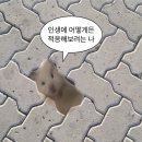 삶은 계란(Boiled Egg)