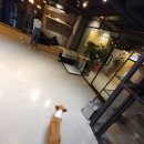 다독다독애견카페 이미지