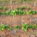 어미들 농장 이미지