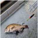 뚜루실내낚시 이미지