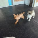 다우리유치원 | 진해애견유치원, 안전하게 마음 놓고 맡길 수 있는 멍데이유치원