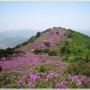 용인산우회 ※4월29일※ 전남보성 일림산 철쭉 꽃 구경 가기 이미지