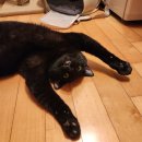 웰케어 동물병원 이미지