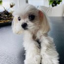 코델리아 이미지