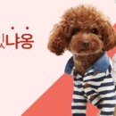 펫스타일 이미지