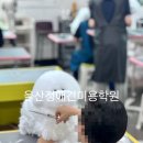 정애견미용학원 - 창원시 진해구 진해대로921번길 3 | 정애견미용학원