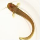 강원도내수면자원센터 이미지