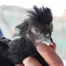 행복한신선농장 이미지