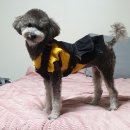 (주)후파마 | 대퇴골두 제거술 2달후 기적적인 변화, 관리법 공유 (슬개골도 해당입니다!)