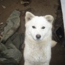 강아지정원 이미지