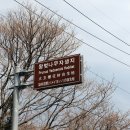 제주 봉개동 왕벚나무 자생지 이미지