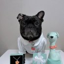 플라워펫 이미지