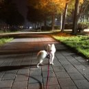 슈슈댕 이미지