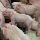 매산농장 이미지