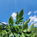 해오름2농장 이미지