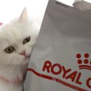 단비캣 | 고양이 장 건강 사료 소화 잘 되는 사료 5묘 솔직 급여 후기 로얄캐닌 캣 센서블