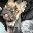 호야켄넬 이미지