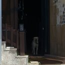 솔고지 | [전남 여수] 숙소 추천 ‘솔고지펜션’ 몽돌해변 근처 펜션