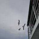 대일해운(가자바다로/아일랜드/욕지호) 이미지