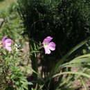 블루세이지 이미지