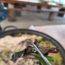 계곡가든 | 제천 송계계곡 월악산 영봉가든 – 능이 닭백숙 먹고 온 후기