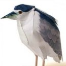 해오라기 (black-crowned night heron) 이미지