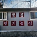 수원 화성 딸기체험 달콤딸기체험농장 동물먹이주기체험