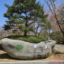 만년교식당 | [창녕] 유채꽃을 위해 다녀온 1박2일 여행 (26.04.10 - 26.04.11)