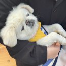 애견동반 당일치기 국내여행 남이섬 벚꽃축제 실시간