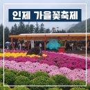 꽃-가족 | 인제 가을꽃축제 후기💐 가족과 함께한 힐링타임