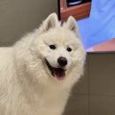 에이시케이 헬스케어 | 2026 수원 케이 펫 페어(K-PET) 현장 후기｜반려동물 박람회 직접 다녀왔습니다. 주차꿀팁, 박람회 꿀팁...