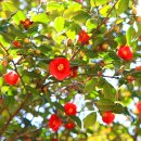 2호선 동백역 1번출구 이미지