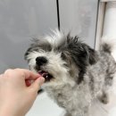 와락펫푸드 이미지