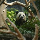 판다 이미지