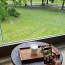 동수리입구 이팝나무 가로수 | 경주 봉황당, 초록초록한 능뷰가 아름다운 2층 카페