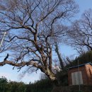 김해 마산마을 푸조나무(당산나무) 이미지