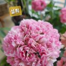 설희네 이미지