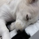 개캉스 살롱 이미지